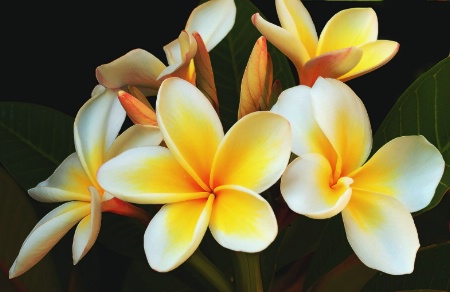 Frangipani