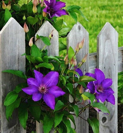 buzzed clematis