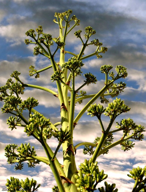  Flowers of the Agave