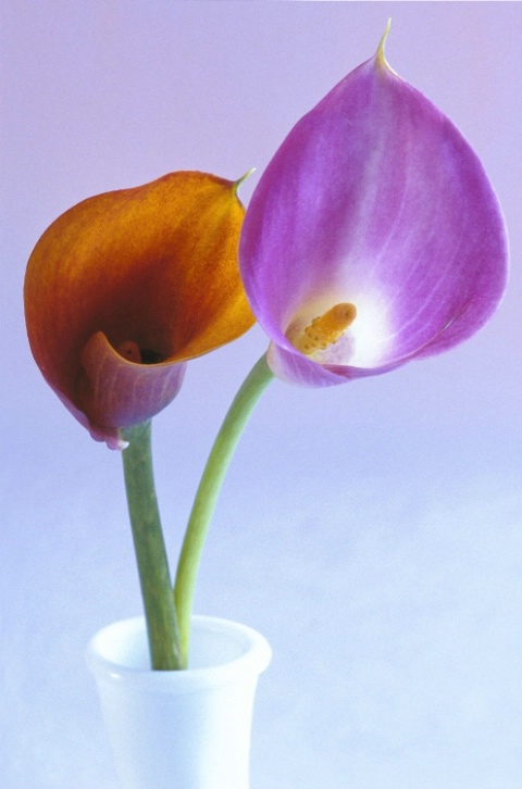 A Pair of Calla Lilies