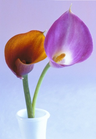 A Pair of Calla Lilies