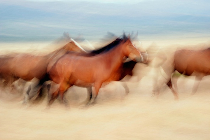 Wild Horses in Motion