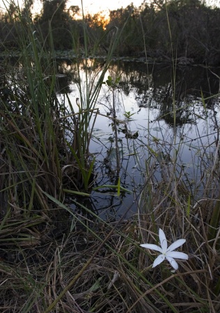 Wildflower in Everglades National Park