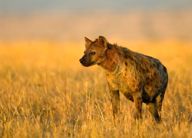 Hyena