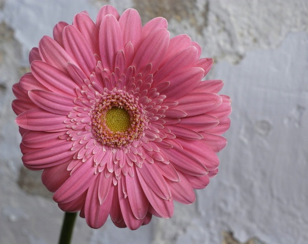 Gerbera