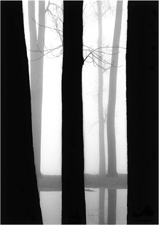 Trees in Fog