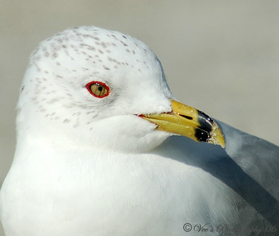 Ring around the Beak