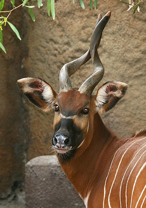 Mountain Bongo at the Los Angeles Zoo