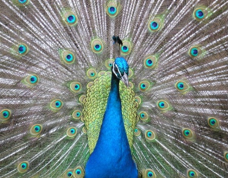 Peacock