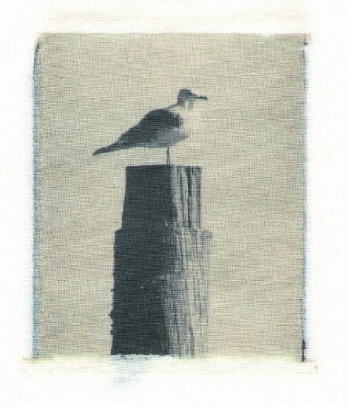 Gull transferred onto White Cotton