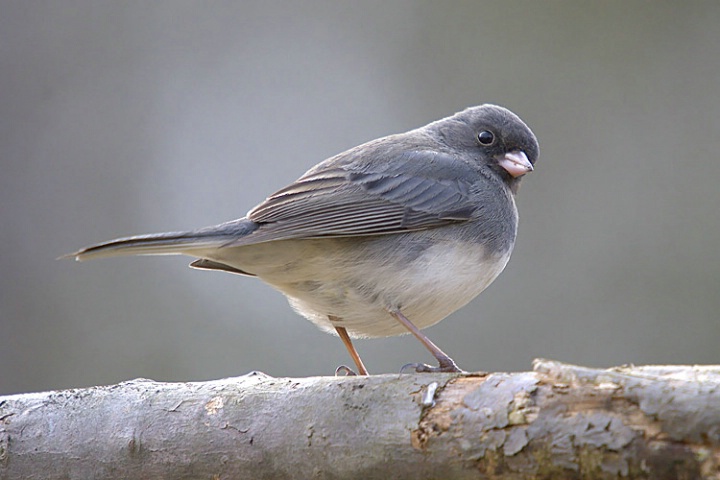 Junco Portrait