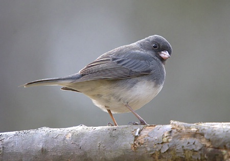 Junco Portrait