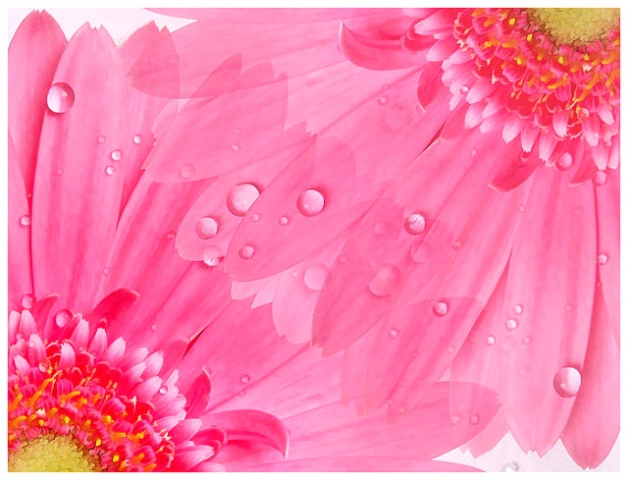 Petals and Water Drops