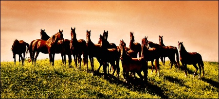 - Stallions - 