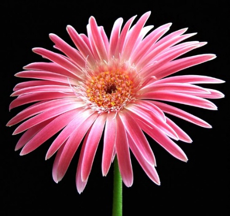 Gerbera