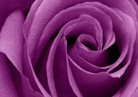 ~ Purple Swirl ~