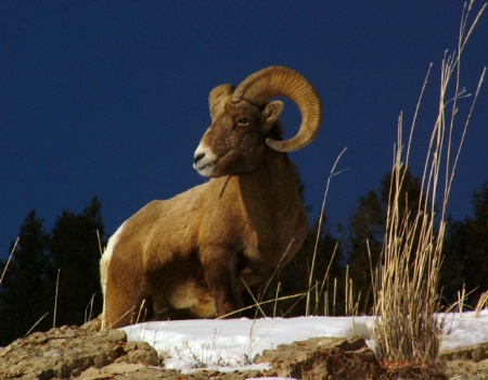 Bighorn Sheep