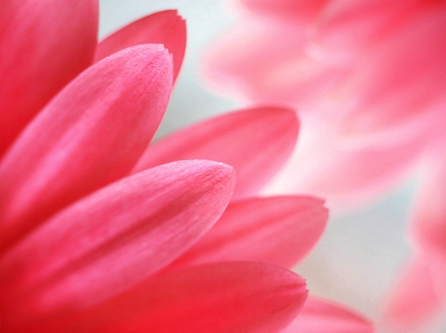 Petals of Pink