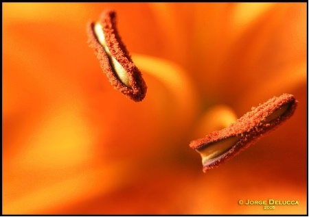 Asiatic Lily