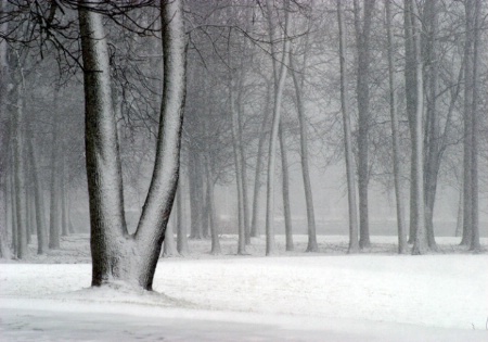 River Snow Trees