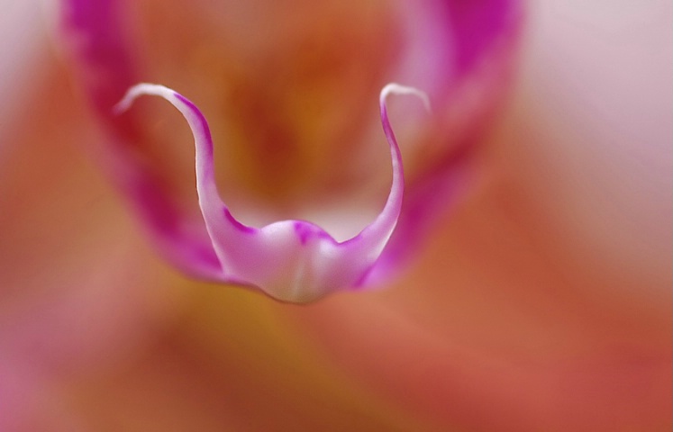 Beauty of the Orchid nose