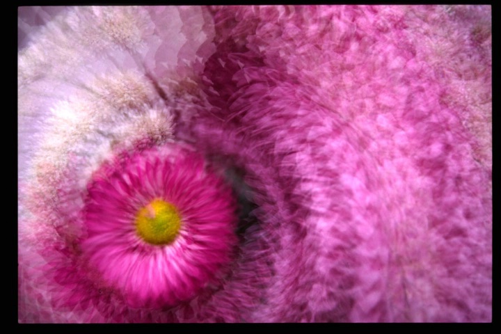 Flowers-Multiple exposures