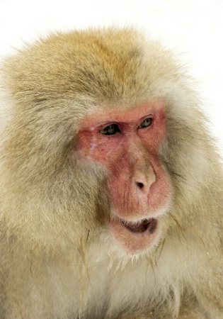 Snow Monkey