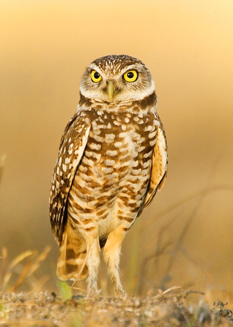 Burrowing Owl