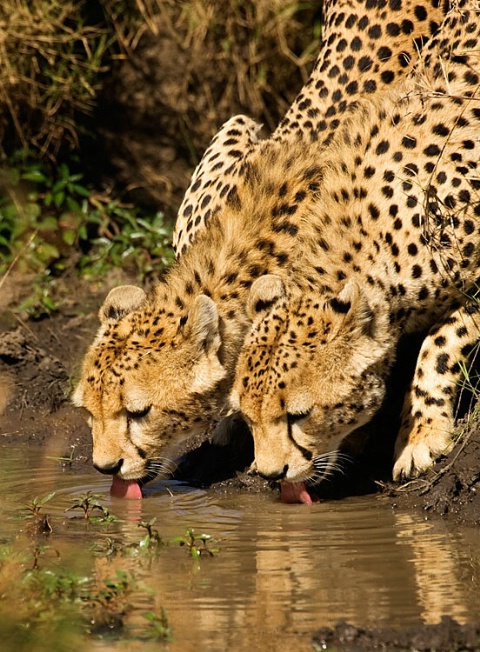 Cheetah pair