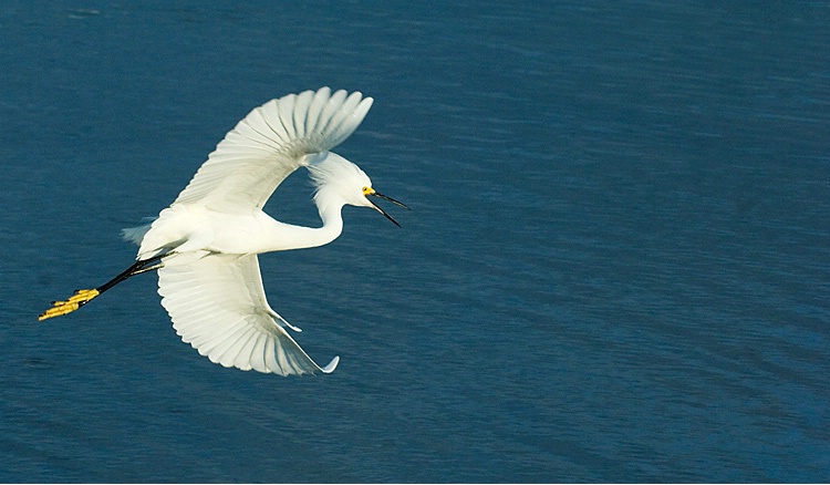 Snowy Egret Flying