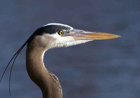 Great Blue