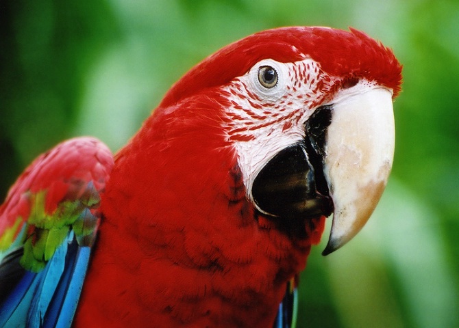 Curious Macaw