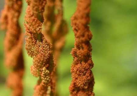 Cinnamon Fern