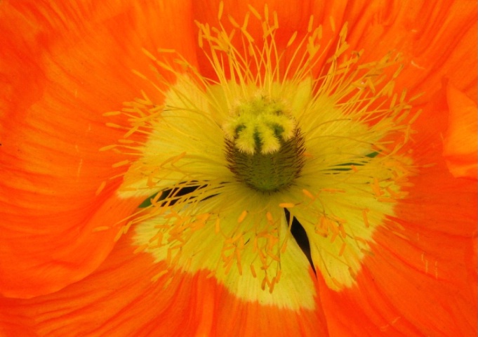 Macro Poppy