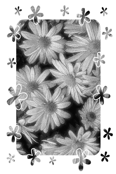 a whole lota daisies