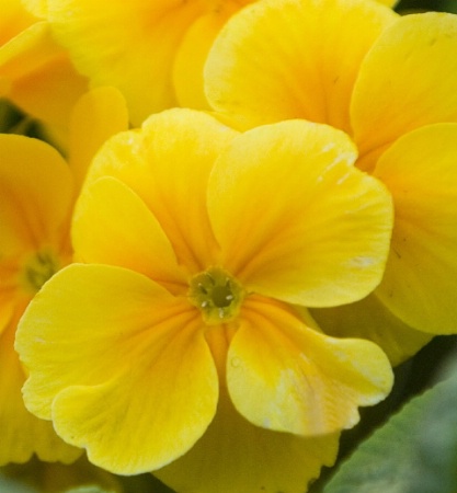 Primrose 2