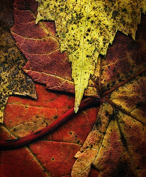 Autumn Leaves