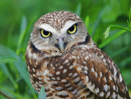 Burrowing Eyes, Burrowing Owl