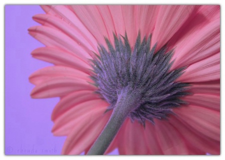 Pink Umbrella...