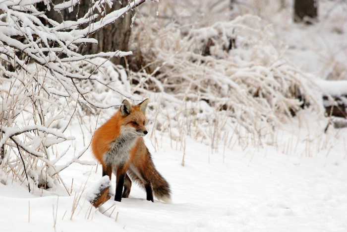 First Snow