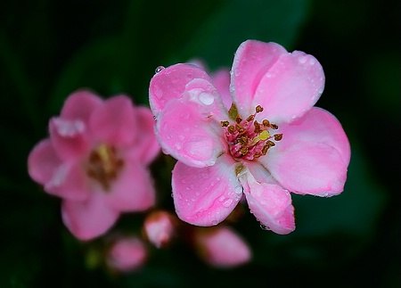 After The Rains