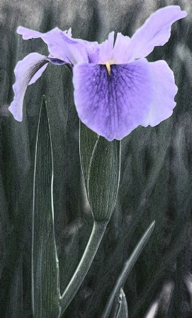 Iris