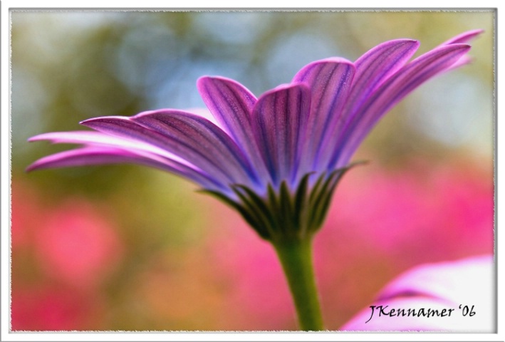 Daisy in the azaleas