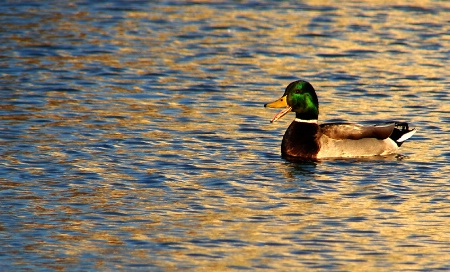 Lone Duck