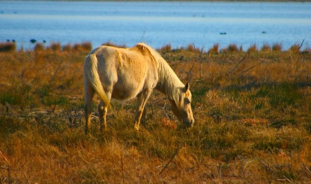 Wild Pony of Chincoteague