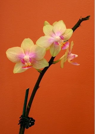 Orchid