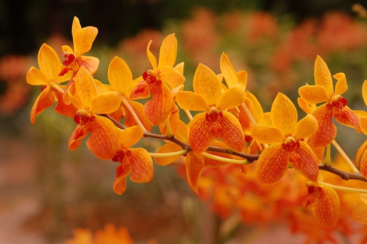 Row of orchids