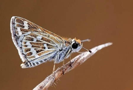 Common Grass Dart