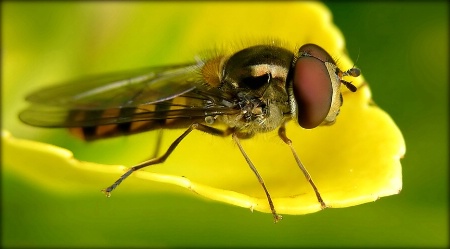 Side portrait of a fly