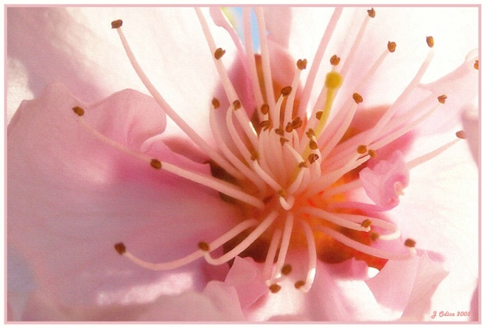 Peach Blossom